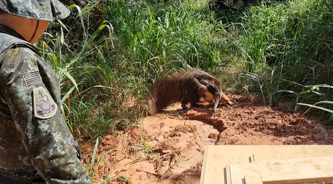 POLÍCIA MILITAR AMBIENTAL REINTEGRA TAMANDUÁ EM SEU AMBIENTE NATURAL