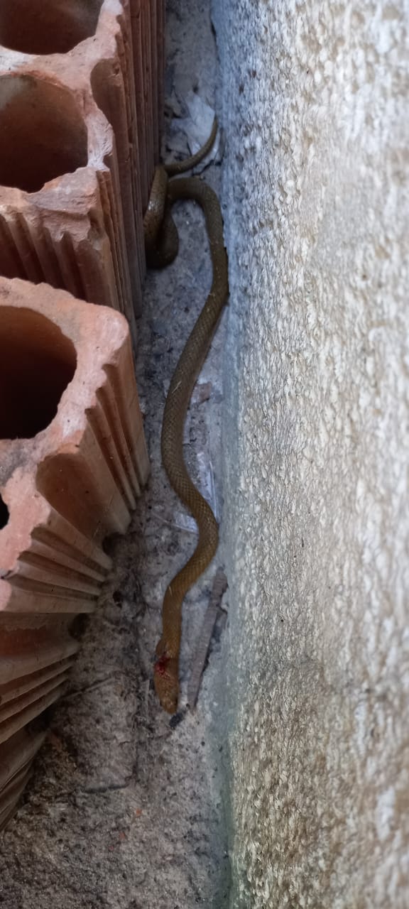 COBRA É ENCONTRADA EM CASA POR MORADOR NO BAIRRO DONA AMÉLIA