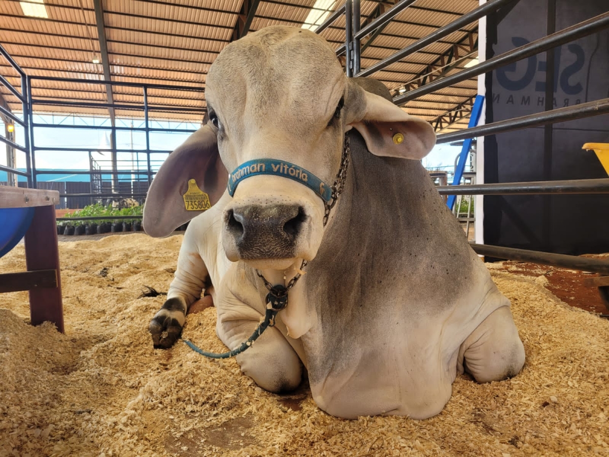 Expô Araçatuba 2023: feira de agronegócio reúne animais com melhores genéticas do país em ambiente indoor