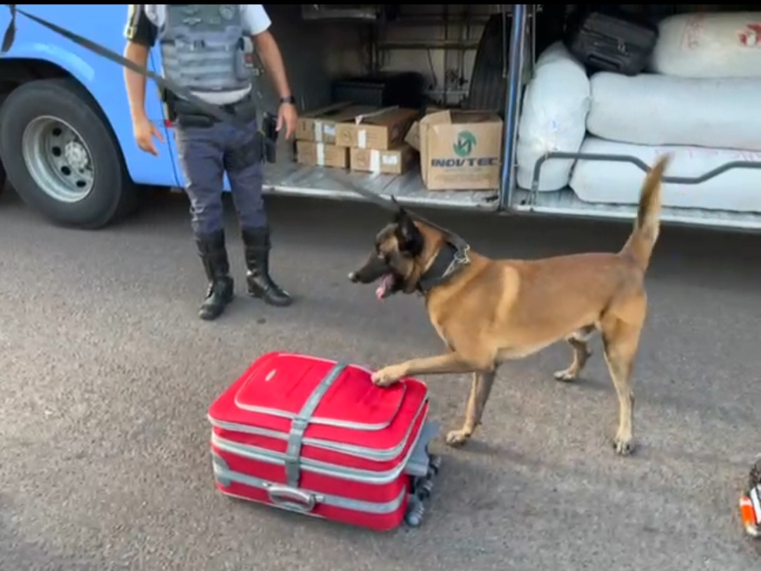  Mulher é presa por tráfico de drogas em Castilho